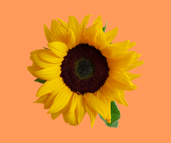 Unlock Your Potential as a Personal Development Coach in Telegram [2025]