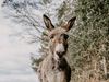 New law aims to protect wild burros and address safety concerns