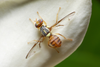 Oriental fruit fly quarantine remains in effect in parts of San Bernardino County