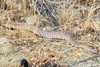 Rattlesnake warning in Live Oak Canyon