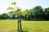 Northside Green Share event to offer free shade trees