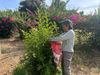 Have extra fruit? This program brings Redlands' excess produce to families in need