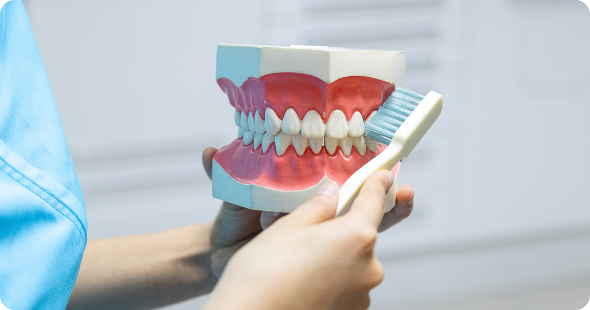 A dental model and a toothbrush, representing daily oral care to prevent tooth discoloration.