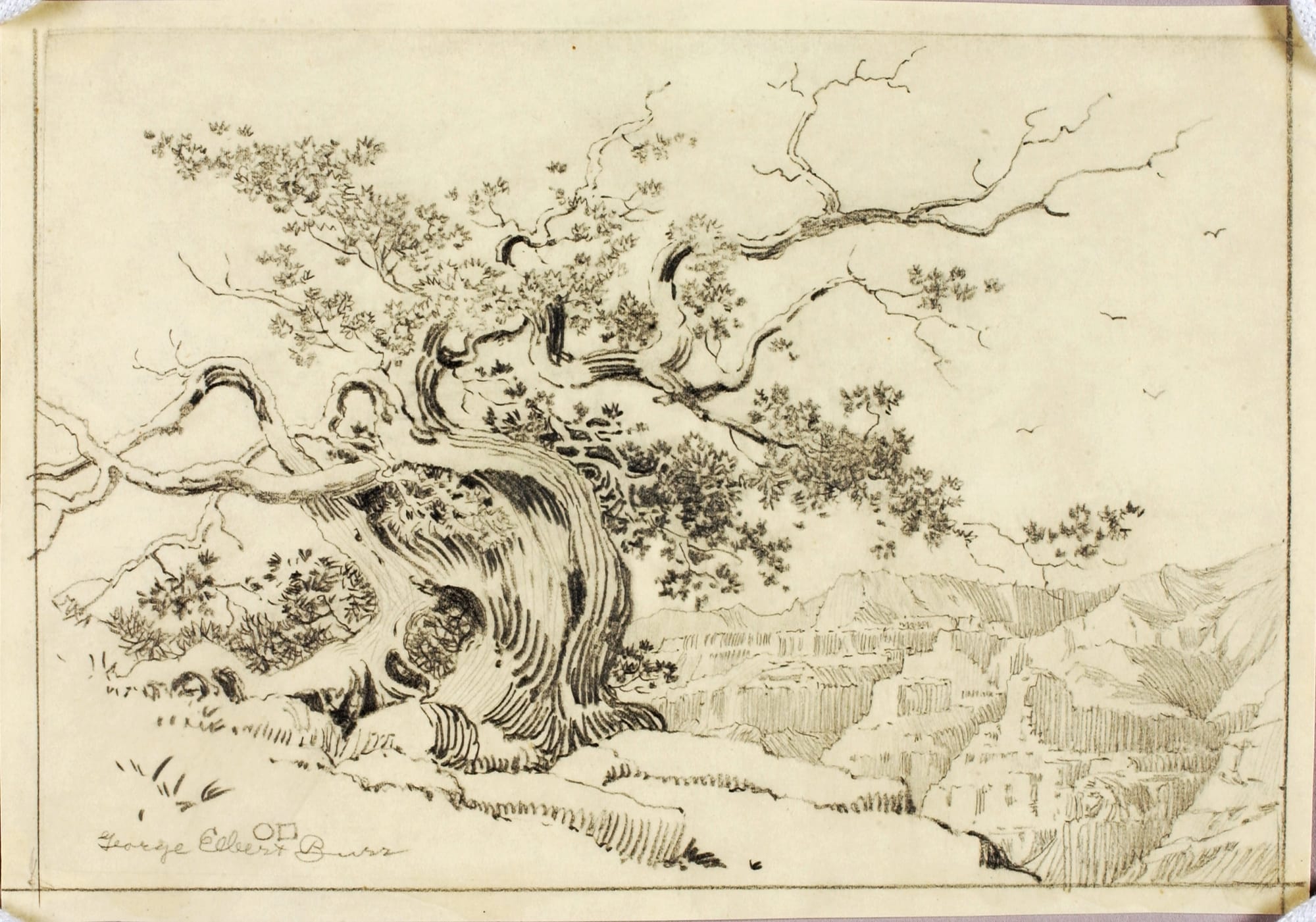 A black-and-white sketch of a winding tree on a hill in front of a canyon.