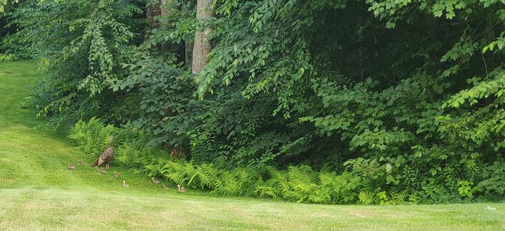 Approximately eight wild turkey chicks and one adult turkey on some grass adjacent to the woods.