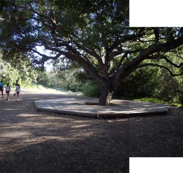  Image of The Big Tree at the Entrance to Temescal Canyon, where we will meet at 4:32PM. 