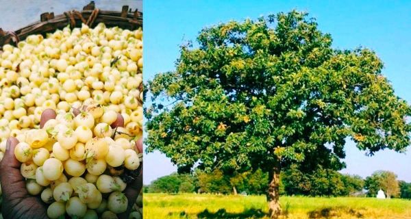 वन विभाग की जोरदार तैयारी, 25 हजार महुआ के पौधारोपण पर फोकस...