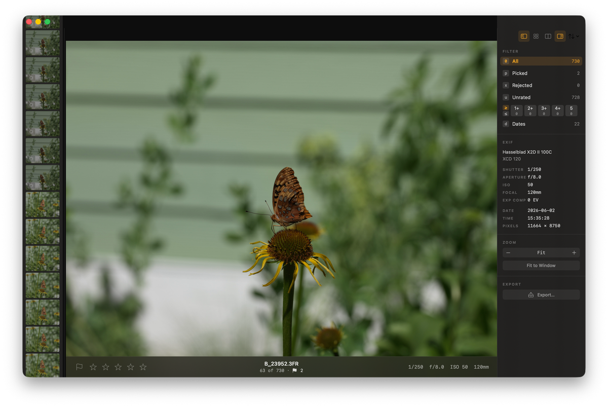 Palomino mid-cull on a Hasselblad X2D II butterfly frame, with the burst filmstrip on the left and the EXIF panel on the right.