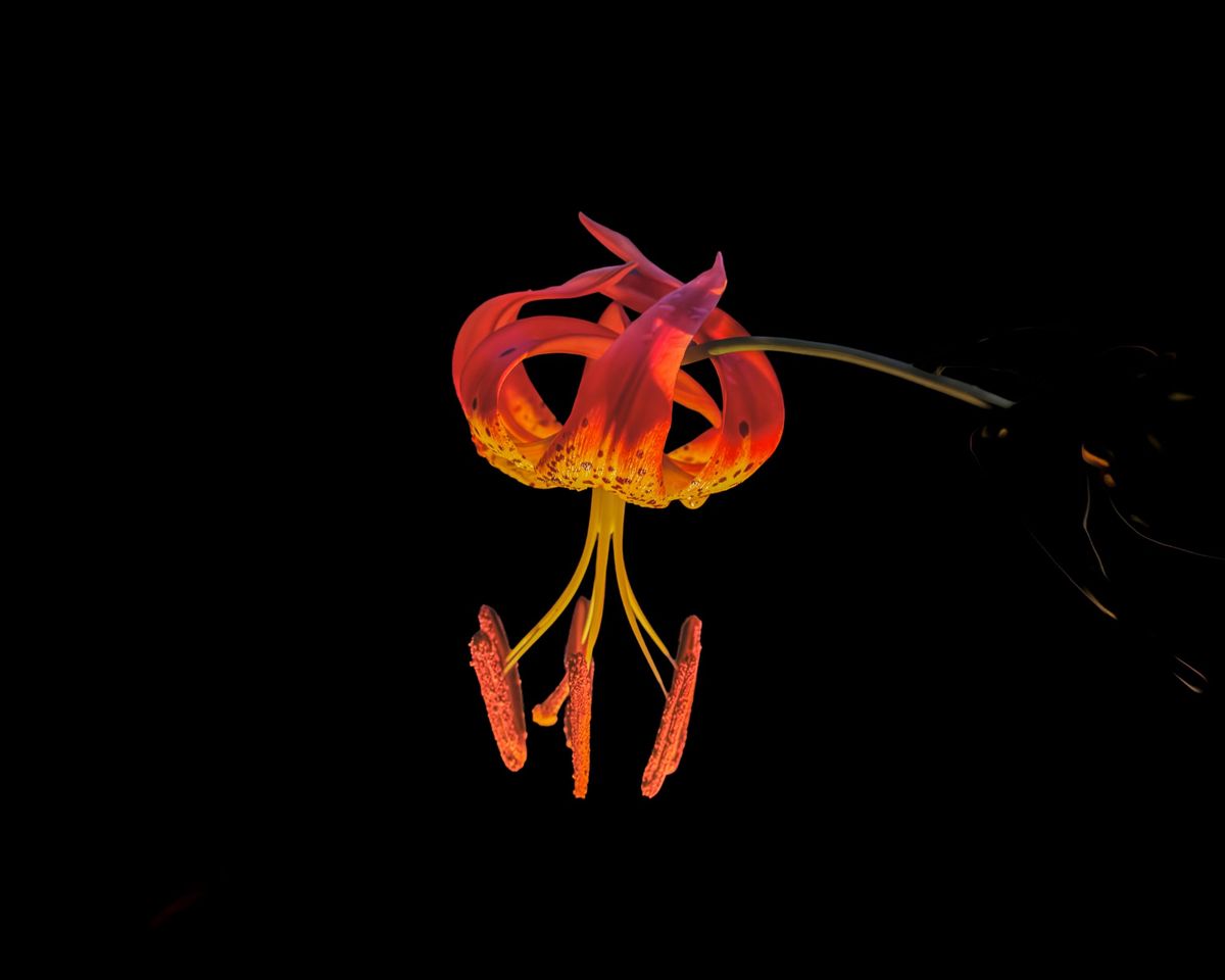 Turks Cap Lilly - Night shot with uplighting for effect