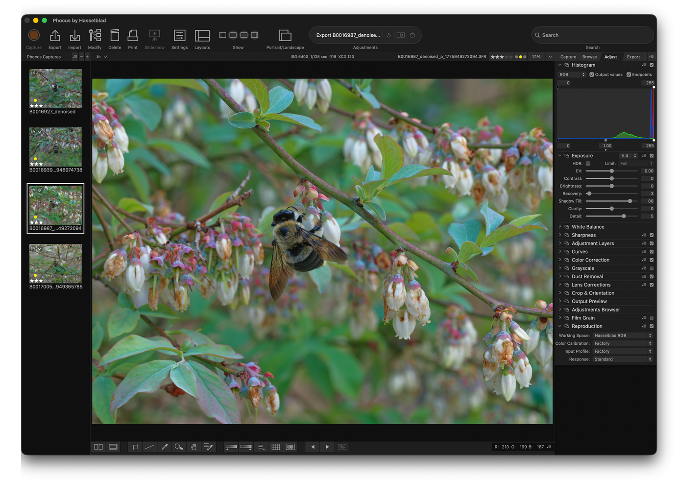 Phocus 4.1.1 editing workspace showing a macro close-up of a bumblebee on blueberry blossoms
