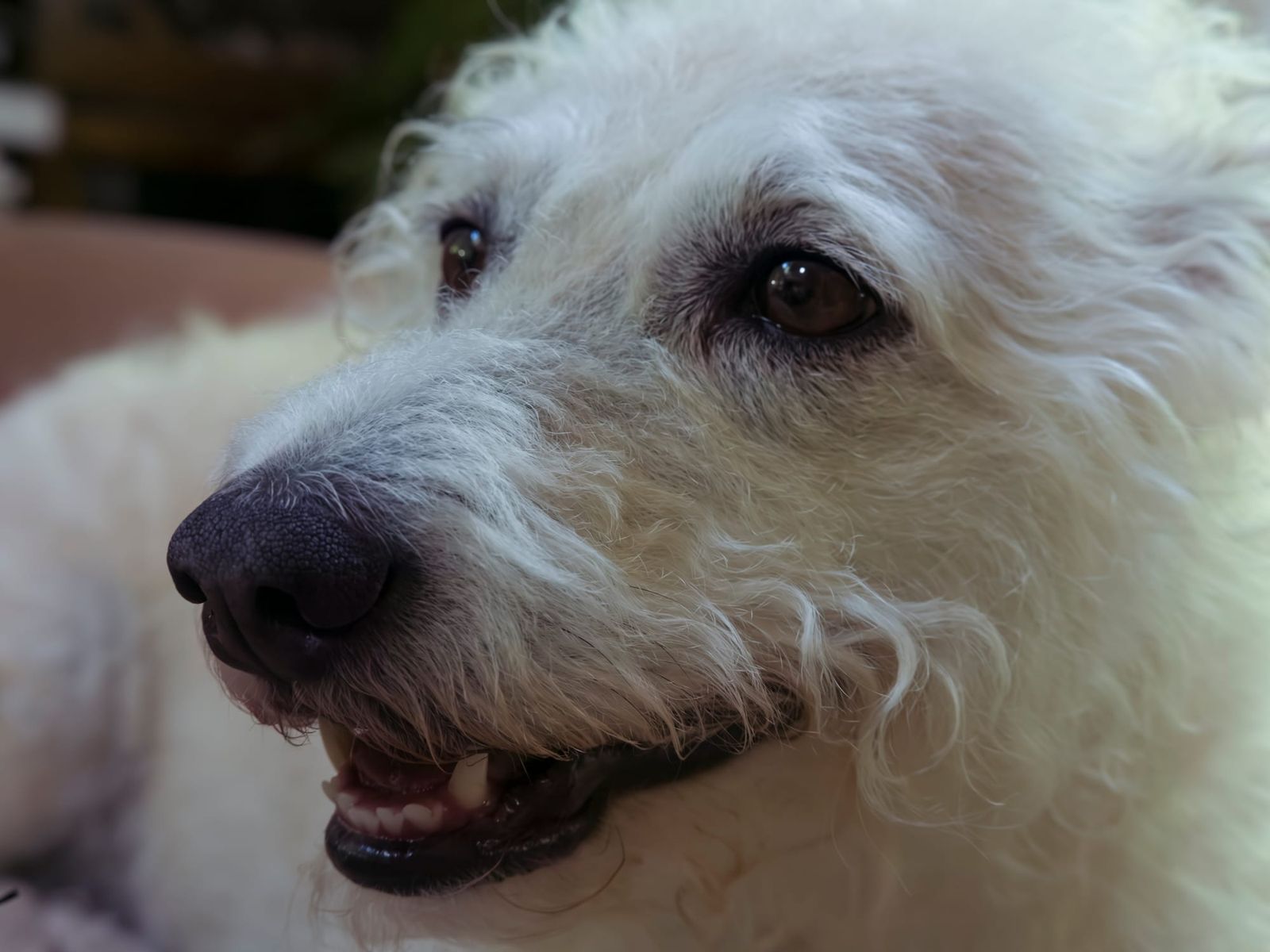 Lightroom rendering of a close-focus frame with no focus distance recorded, corrected as if focused at infinity