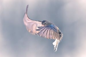 Phocus Mobile 2 v4 Release