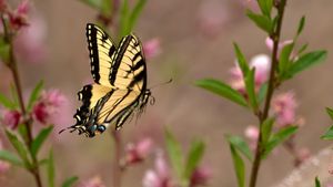 Why Your Phocus Workspace Keeps Resetting