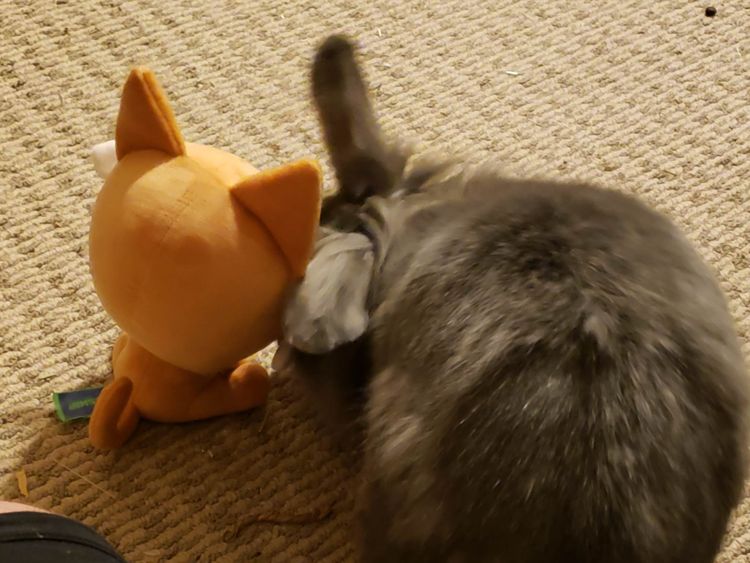 Pizza the Cat Plushie - Available for a limited time!