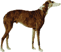 Underdog