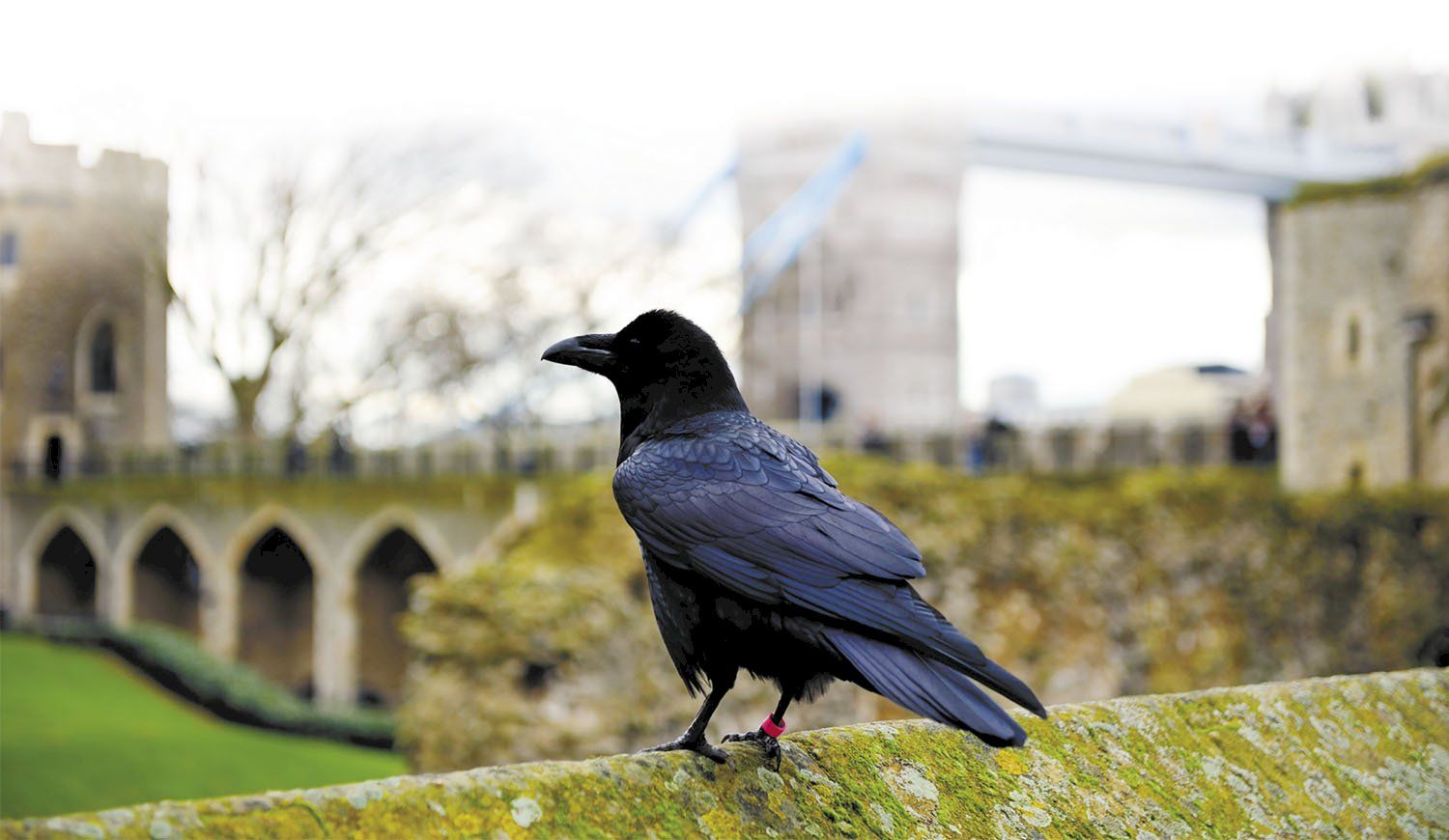 Primo piano di uno dei corvi della Torre di Londra