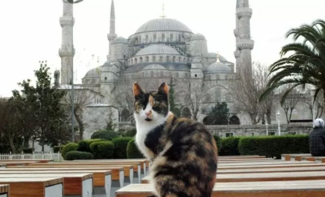 Primer plano de un gato con la Mezquita Azul al fondo