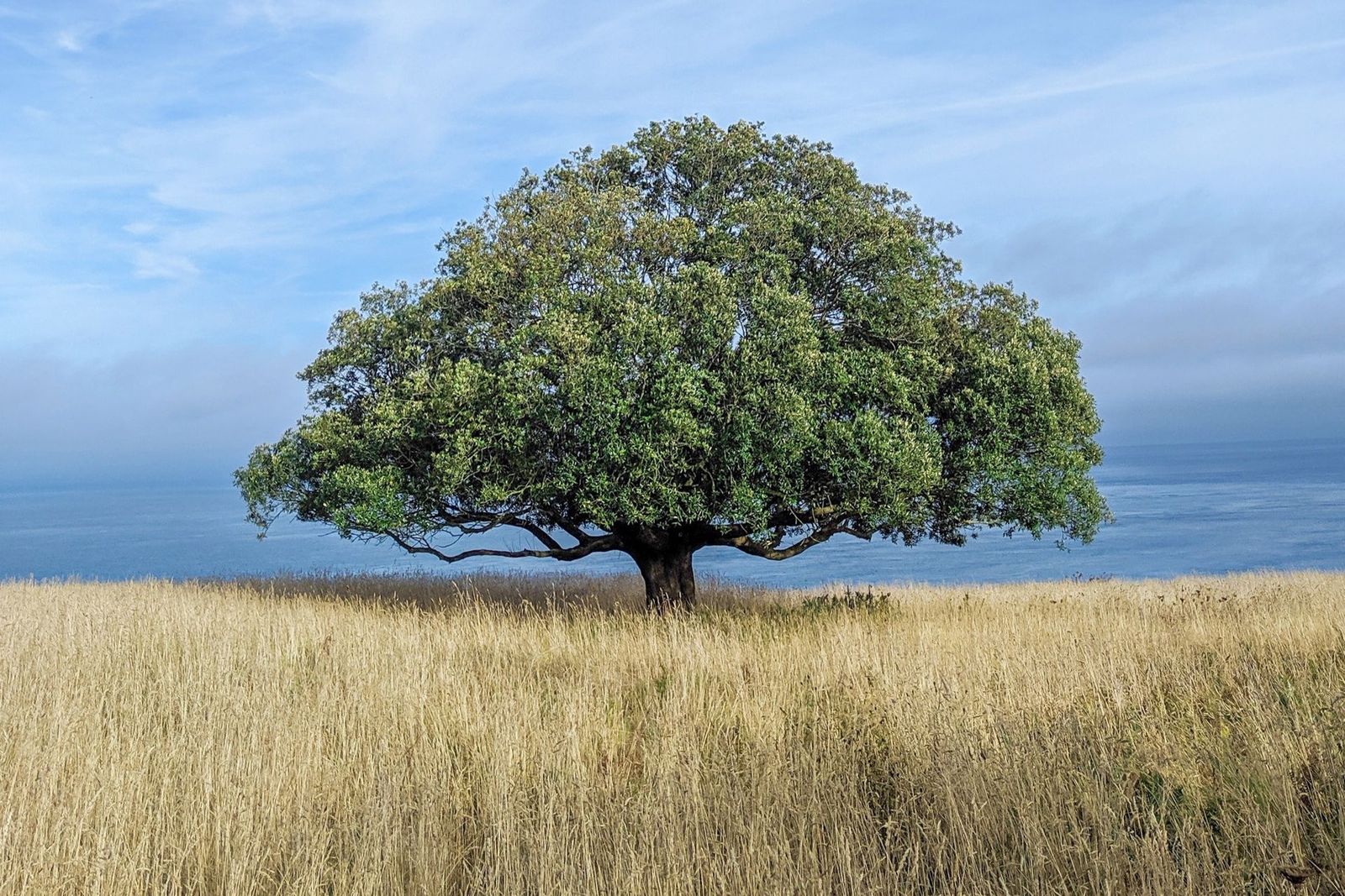 The Parable of The Oak Tree and The Reed