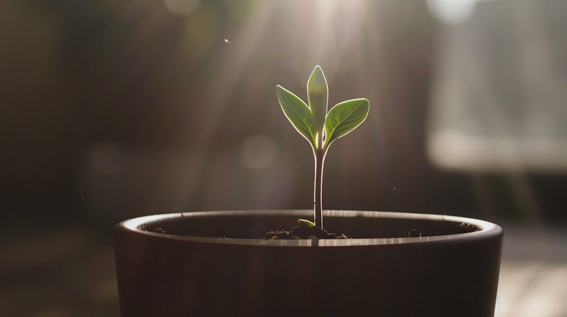 Weekly Insight - Worry Anxiety and Stress is a Belief System