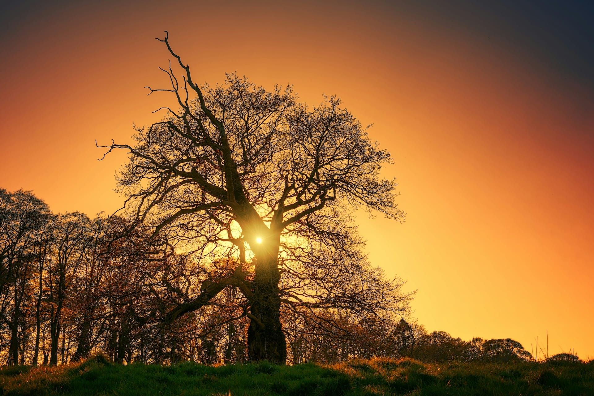 Old Oak tree with no leaves and the sun shining through the branches