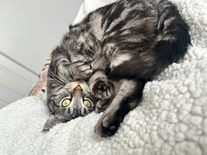 What If Being Lazy Was a Good Thing?