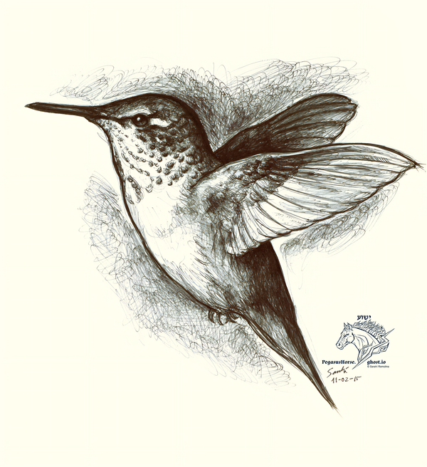 Hummingbird Study