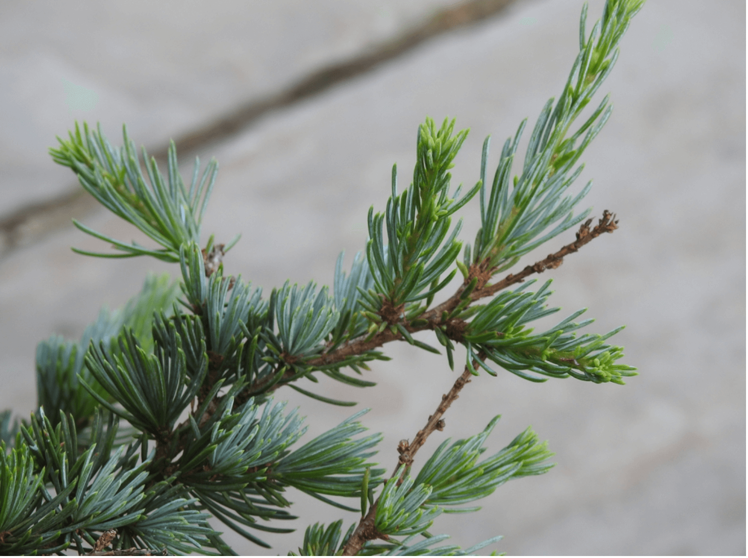 A Mindful Sit with Atlas Cedarwood