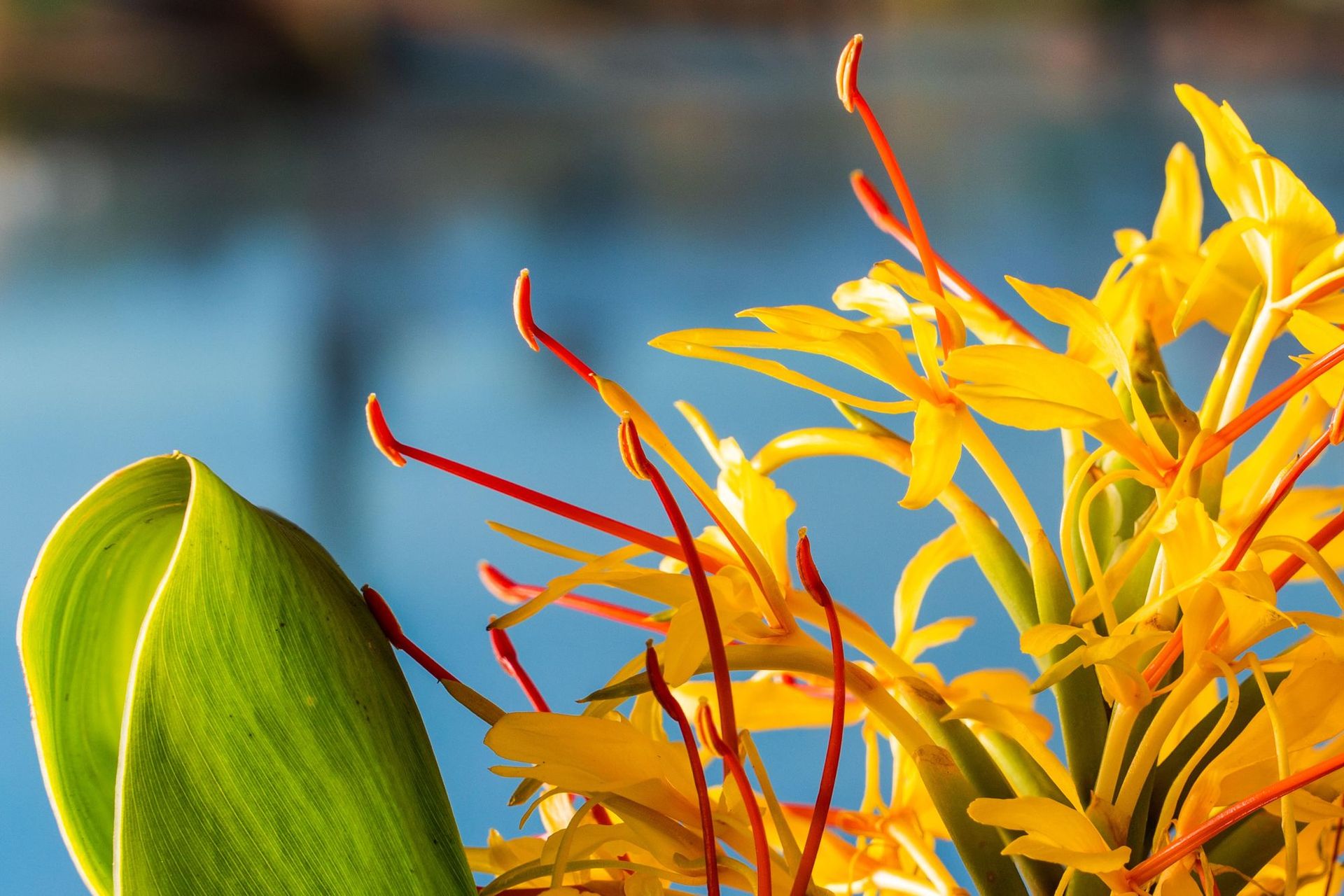 Bamboo & Ginger: Memories of Childhood
