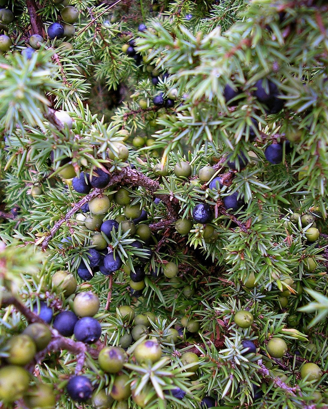 Juniper Berry