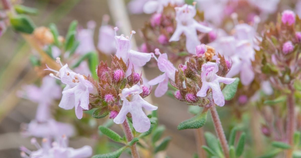 March 2025: Benchmark Thyme Recap and Test Your Knowledge Quiz