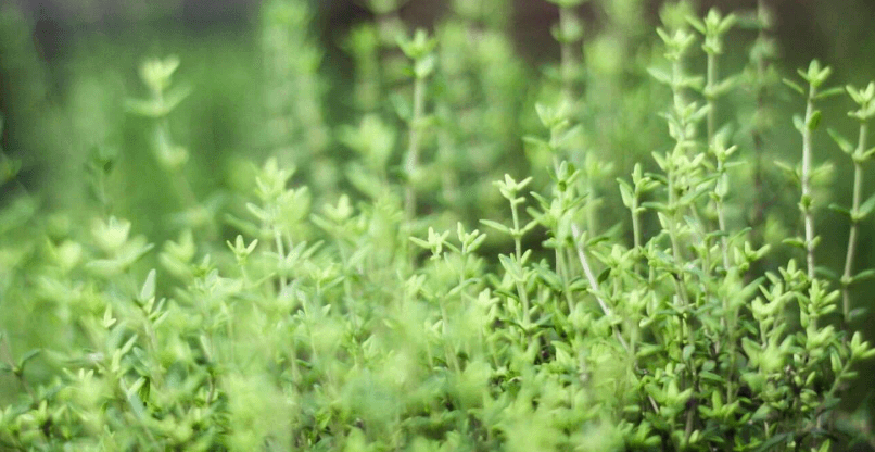 Thyme Benchmark March 2025 Replay