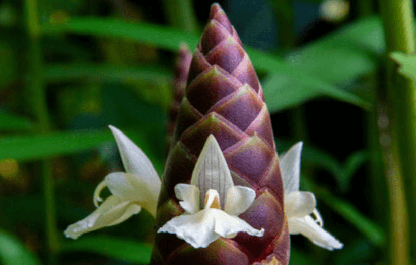 The Plant Behind the Oil: Plai