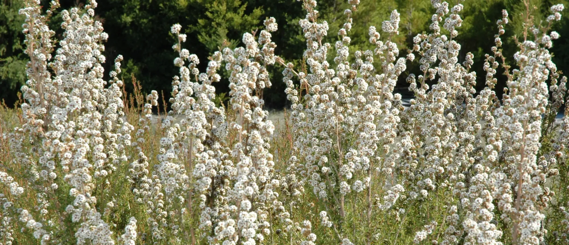 The Oil Within the Plant: Fragonia™