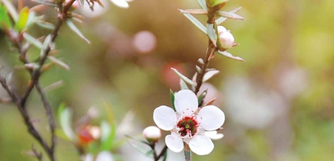 Fragonia® June 2025 Replay