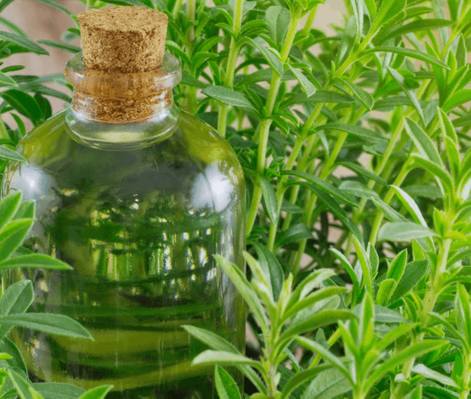 The Plant Behind the Oil: Tarragon