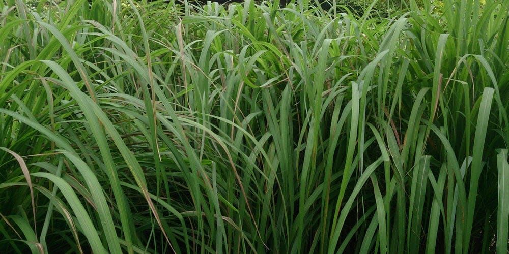 The Oil Within the Plant: Gingergrass