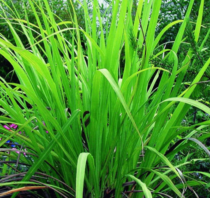 The Plant Behind the Oil: Gingergrass