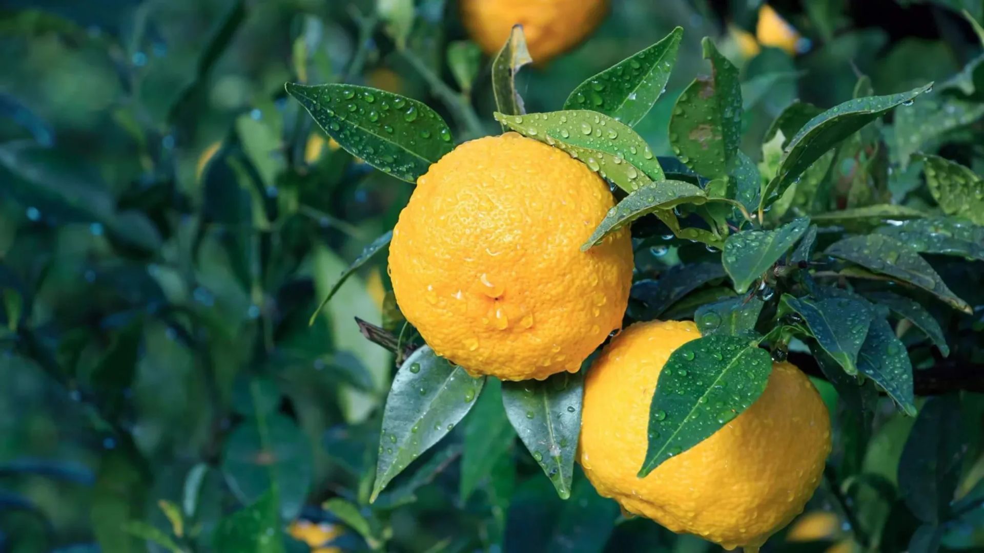 The Oil Within the Plant: Yuzu