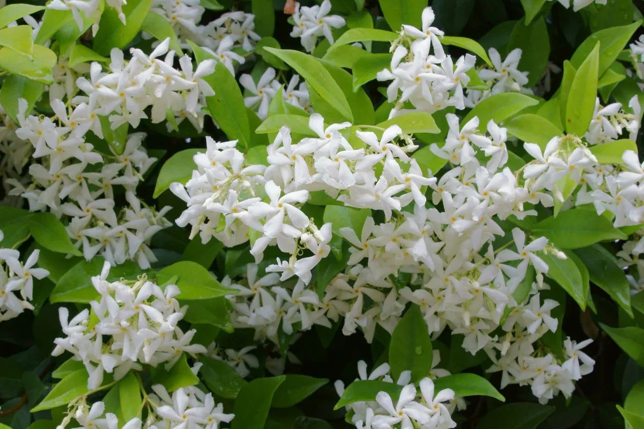 The Oil Within the Plant: Jasmine