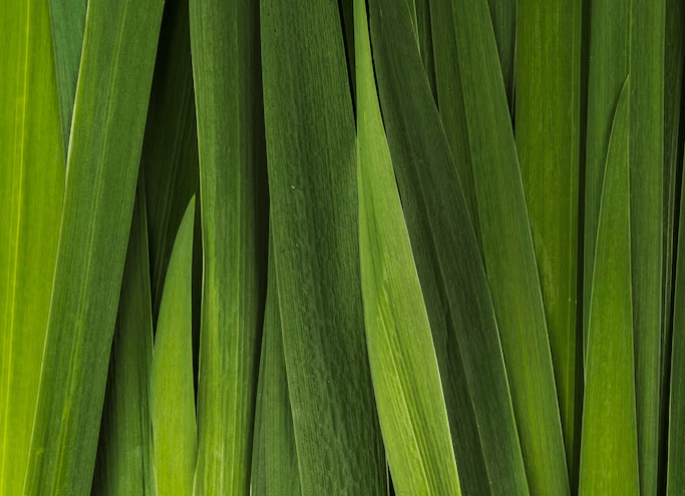 Gingergrass August 2025 Replay