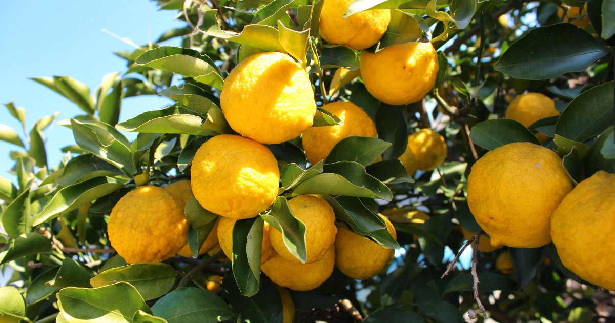 September 2025: Yuzu Recap and Test Your Knowledge Quiz