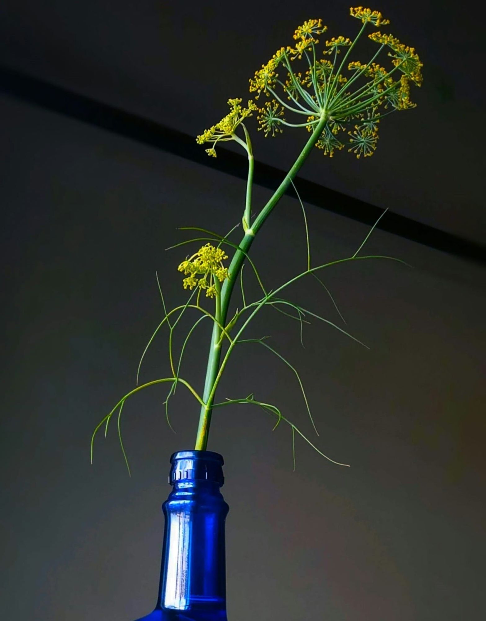 Sweet Fennel December 2025 Replay