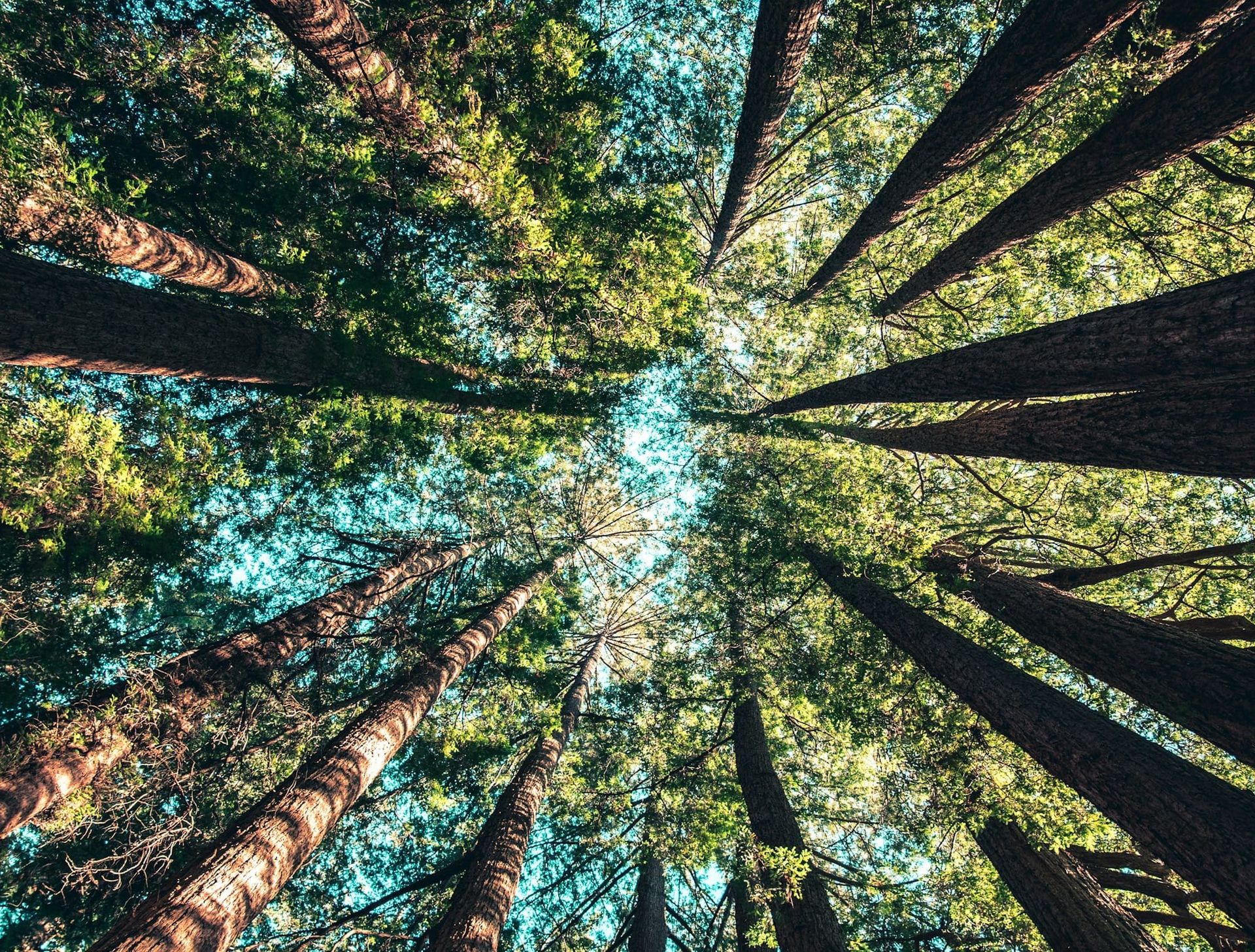Rooted in Renewal