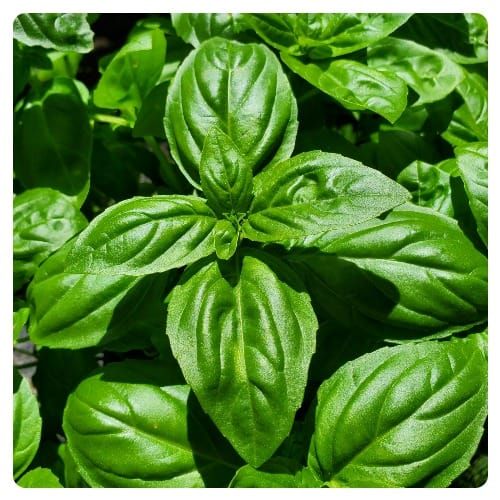 The Oil Within the Plant: Sweet Basil