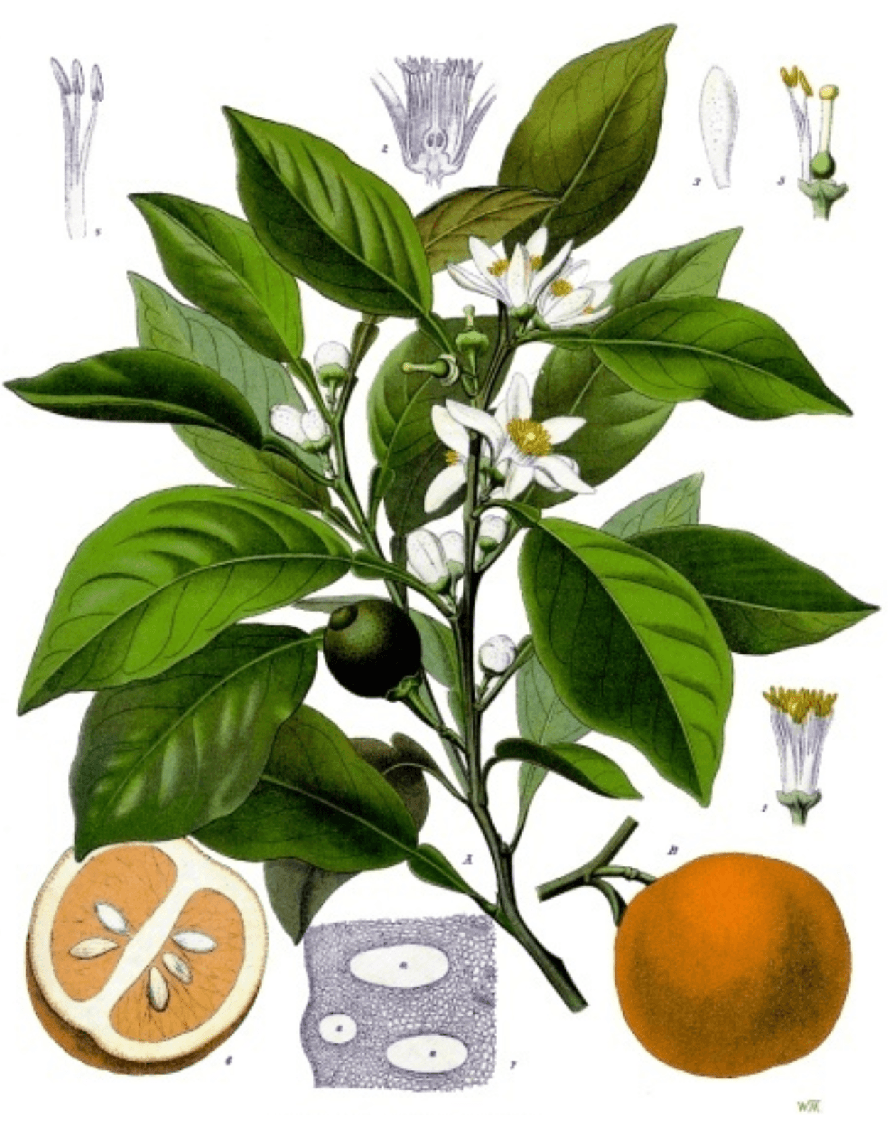 The Plant Behind the Oil: Petitgrain