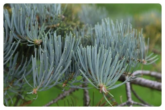 Silvery blue-green white fir needles on a branch in a mountain forest