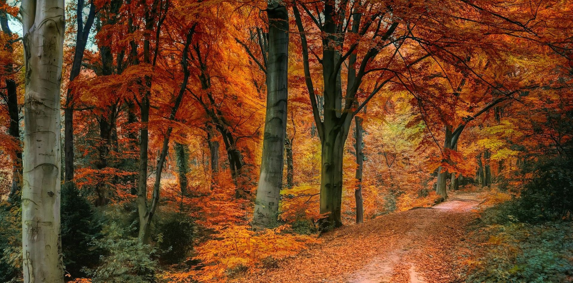 An autumn beech forest path covered in fallen orange leaves