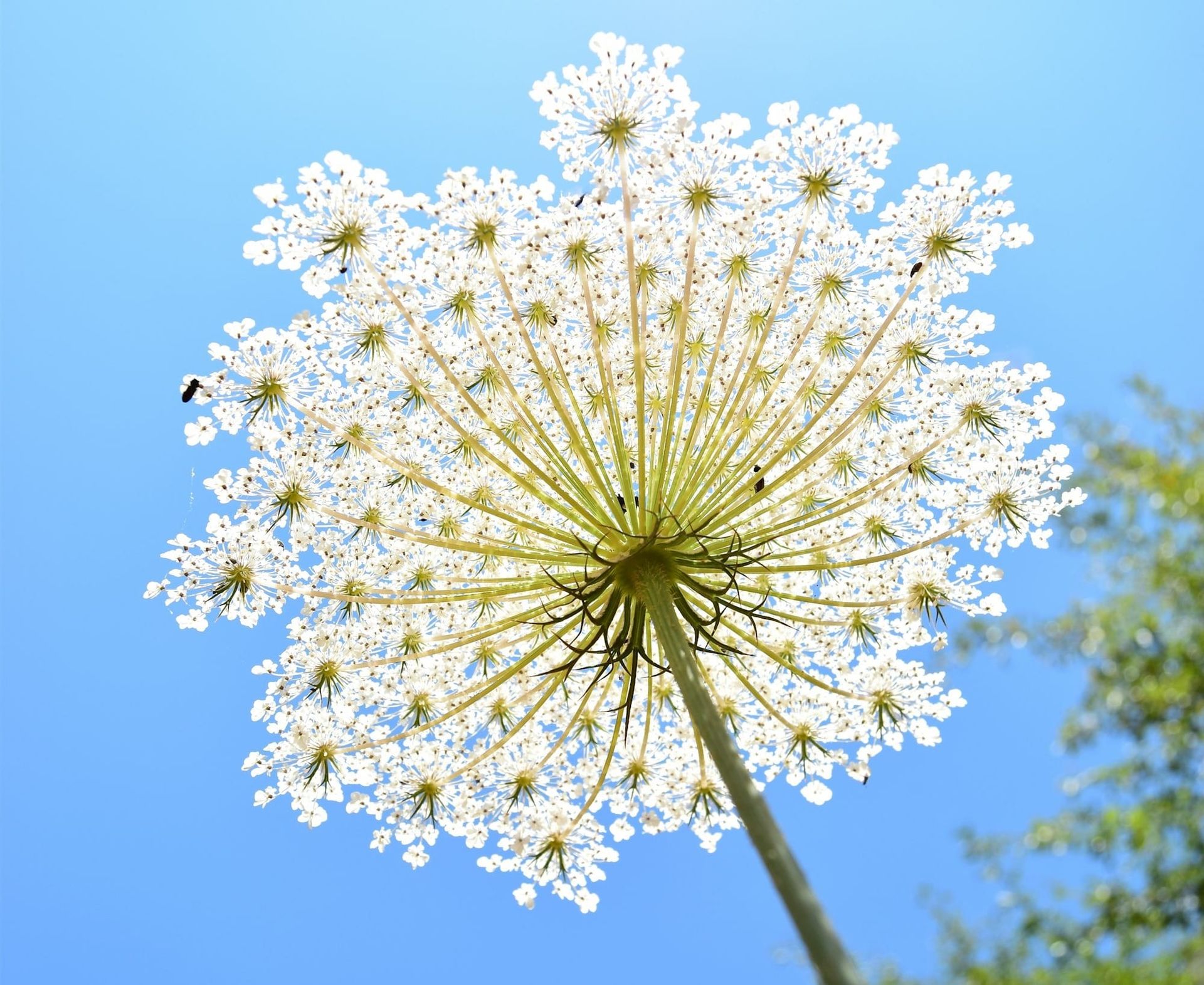 Wild carrot umbel in full bloom seen from below against a blue sky, its rays spreading from the central stem