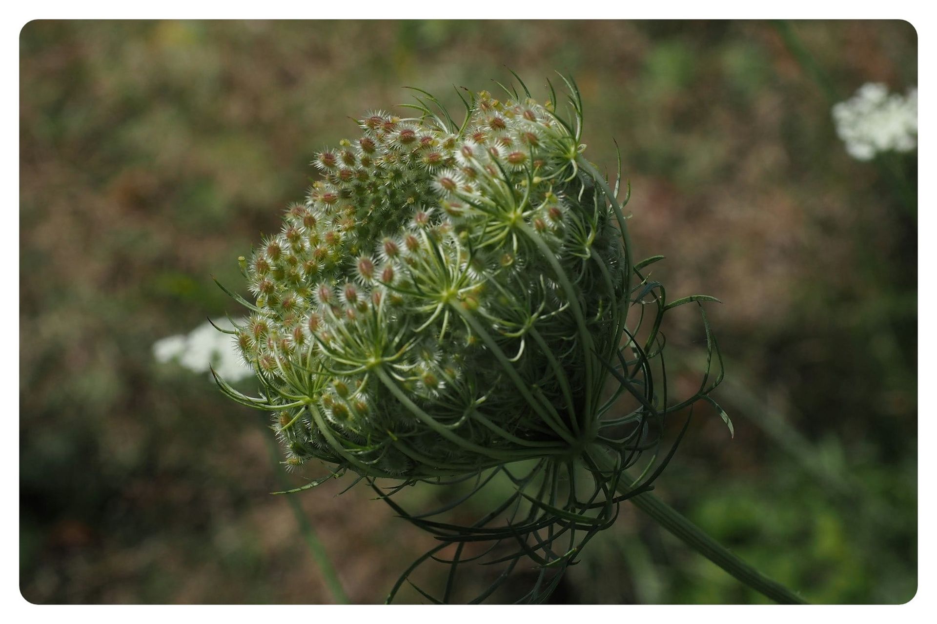 Wild carrot umbel closing inward after flowering, its bristly green fruits developing among curved bracts