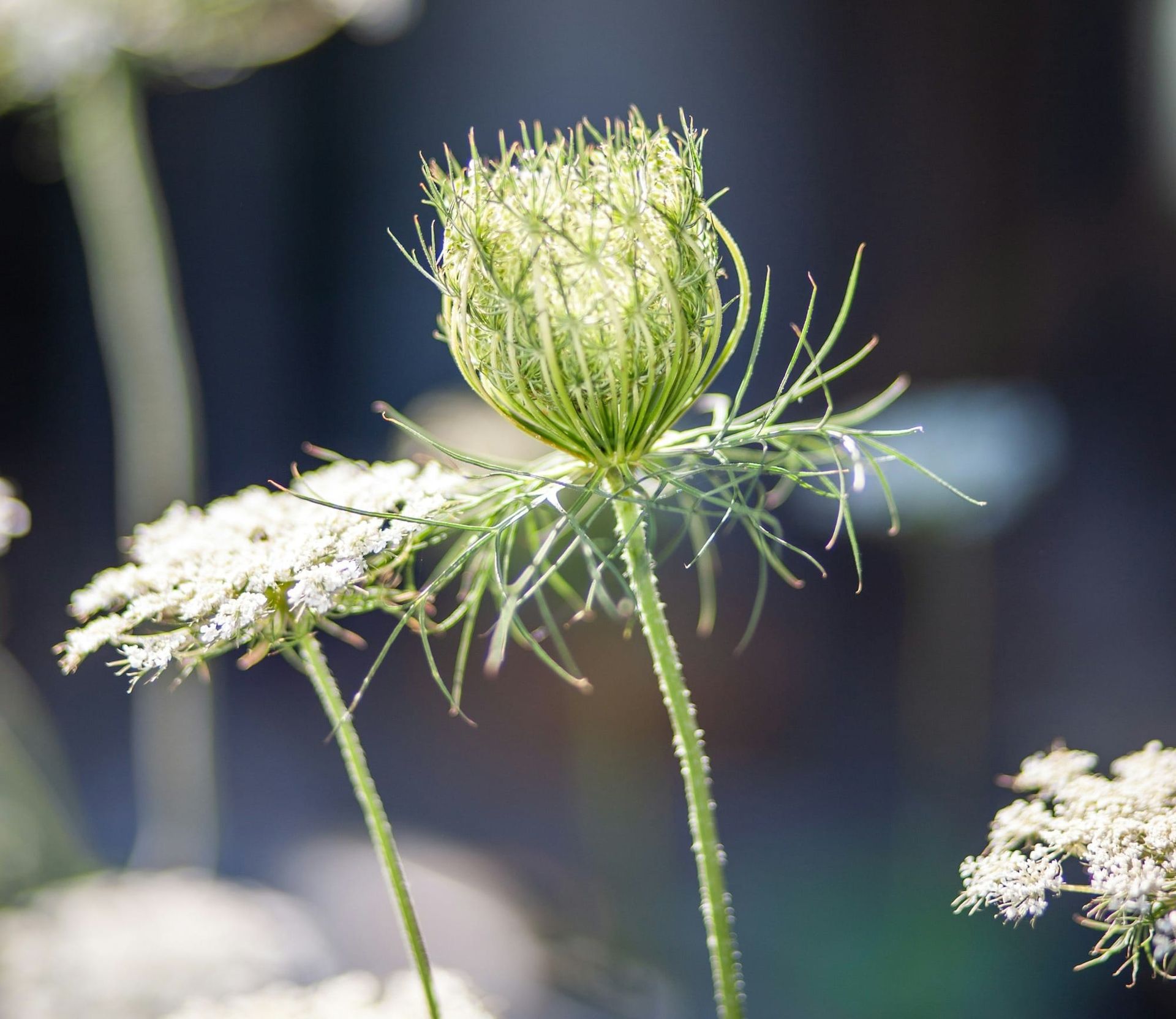 Wild carrot seed head curled into a cupped bird nest shape, backlit, with an open white umbel beside it